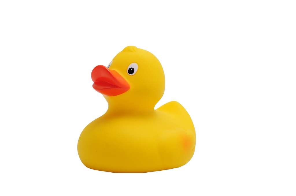 Race duck
